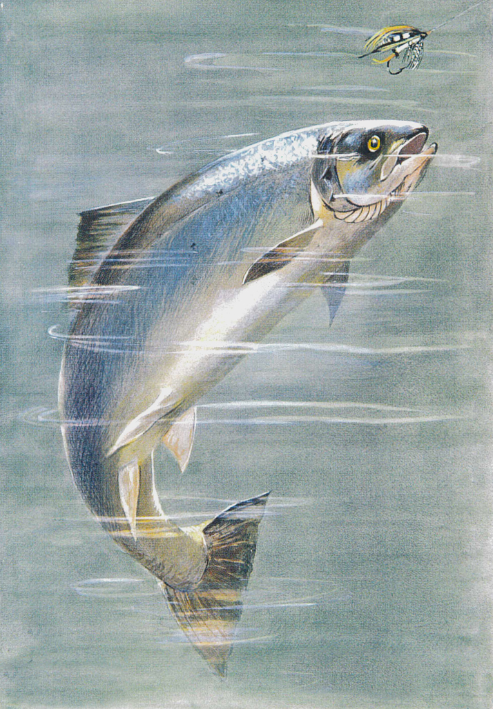 victorian salmon flies - Le Comptoir Général